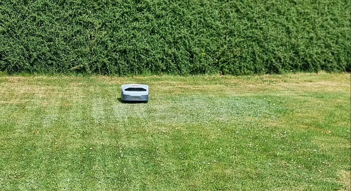 Robotplæneklipper kører sine baner på en nyslået græsplæne foran en høj hæk